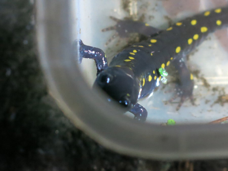 Salamanders’ Big Night in the Cemetery (not)