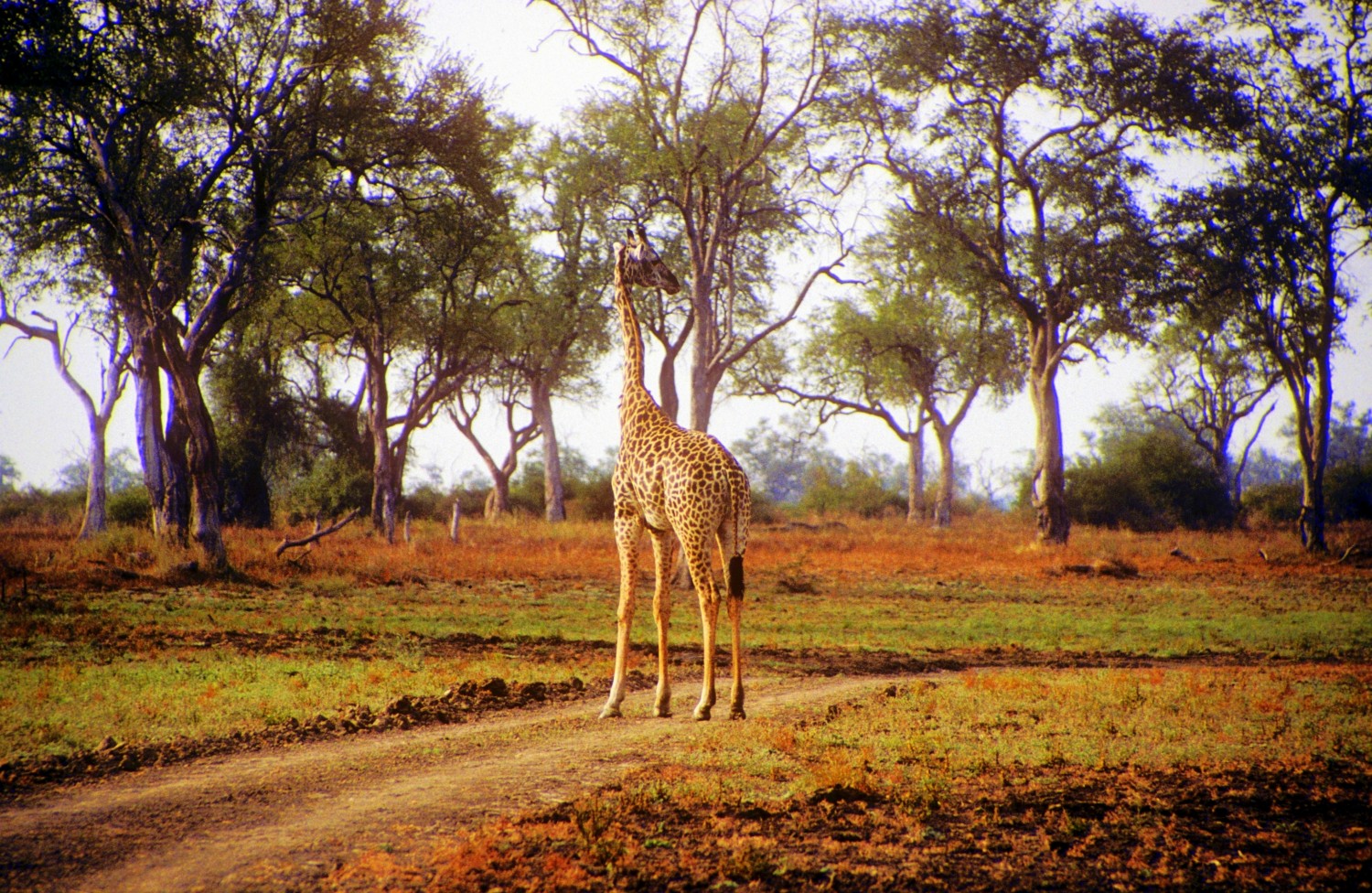 Part 2 - Beginning Our Walking Safari in Zambia