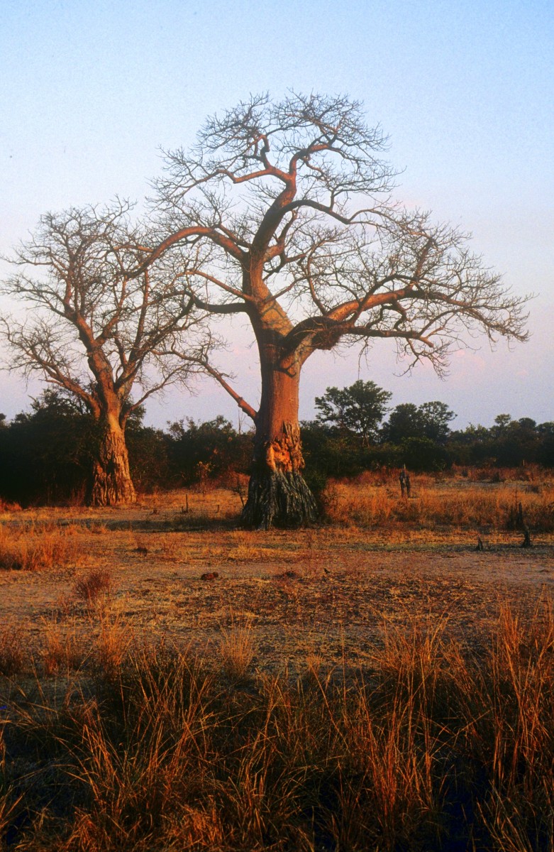 Zambia image