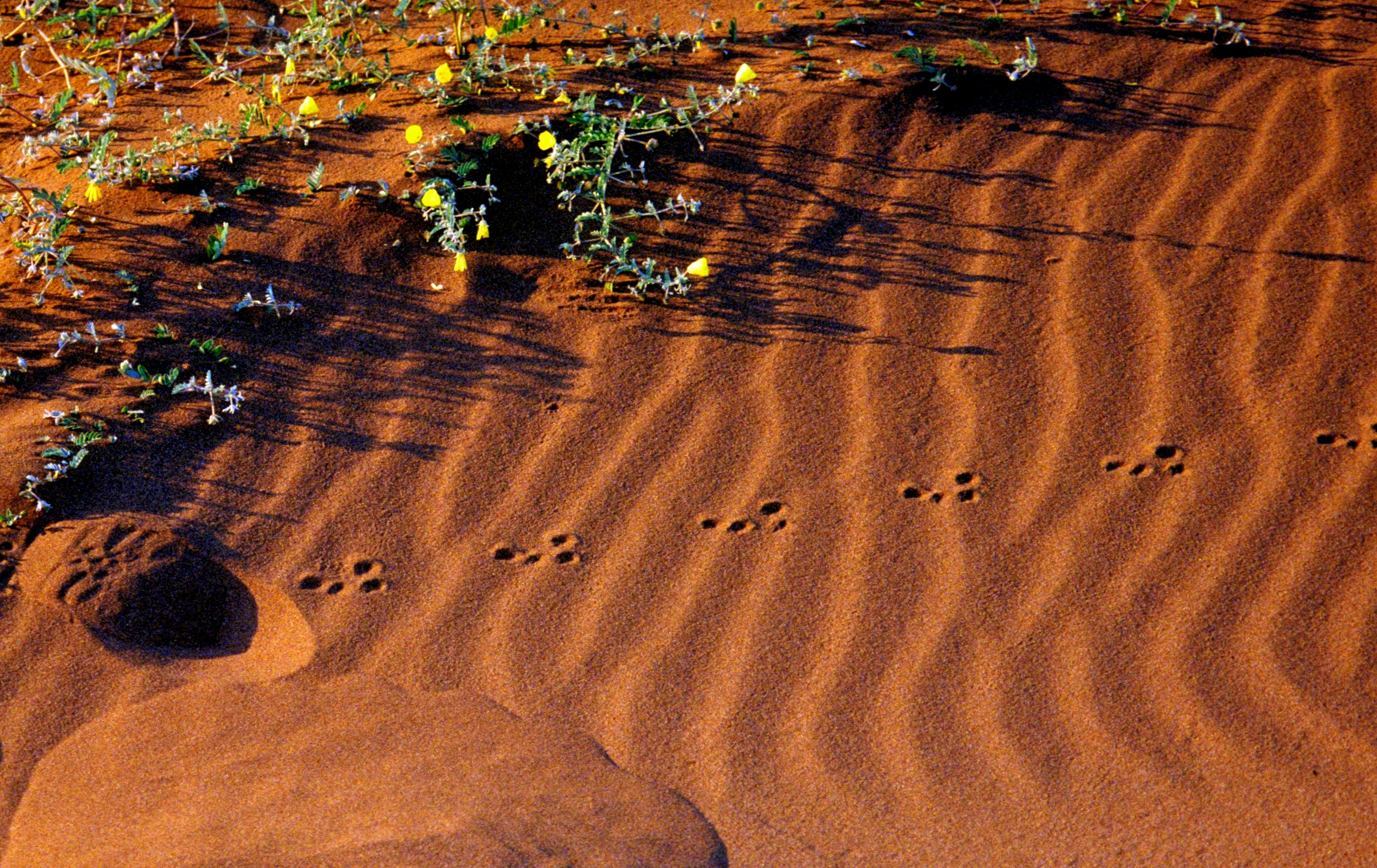 sturdy greens and delicate tracks in the red dunes of Namibia
