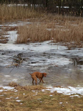 dog romping in pond
