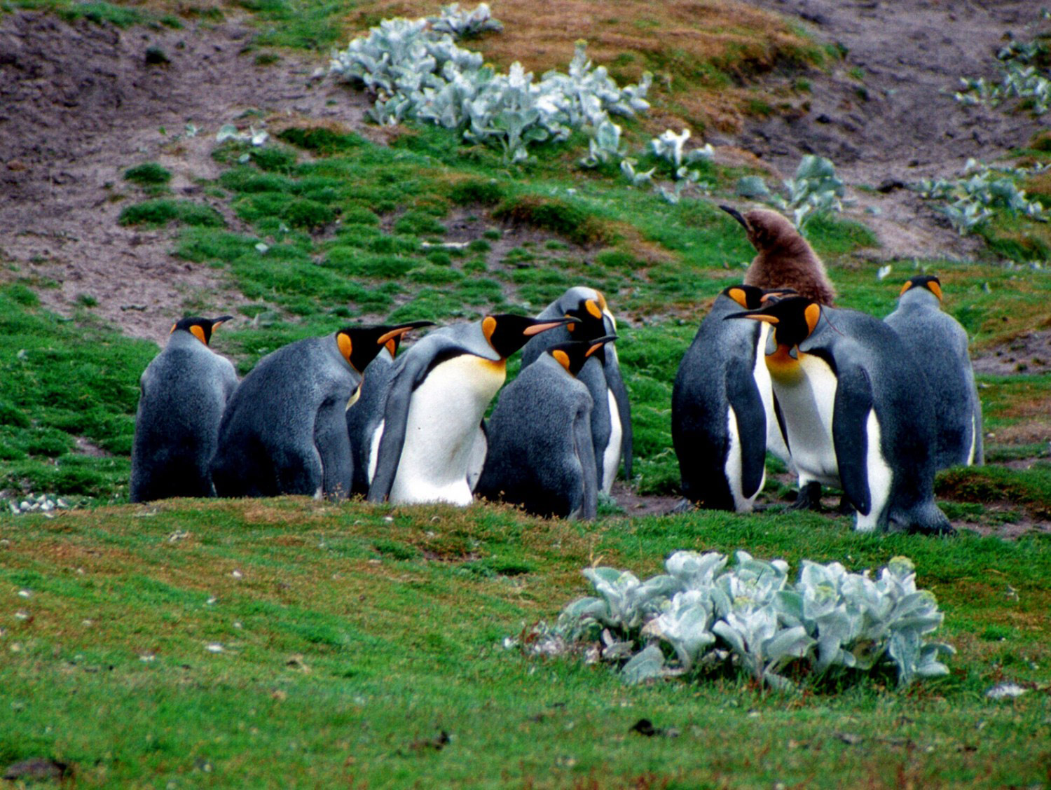 King Penguins in the Falklands