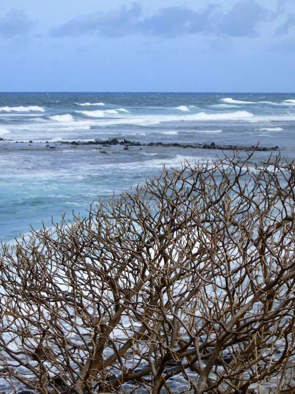 surf and branches at the shore, Lihue, Kauai
