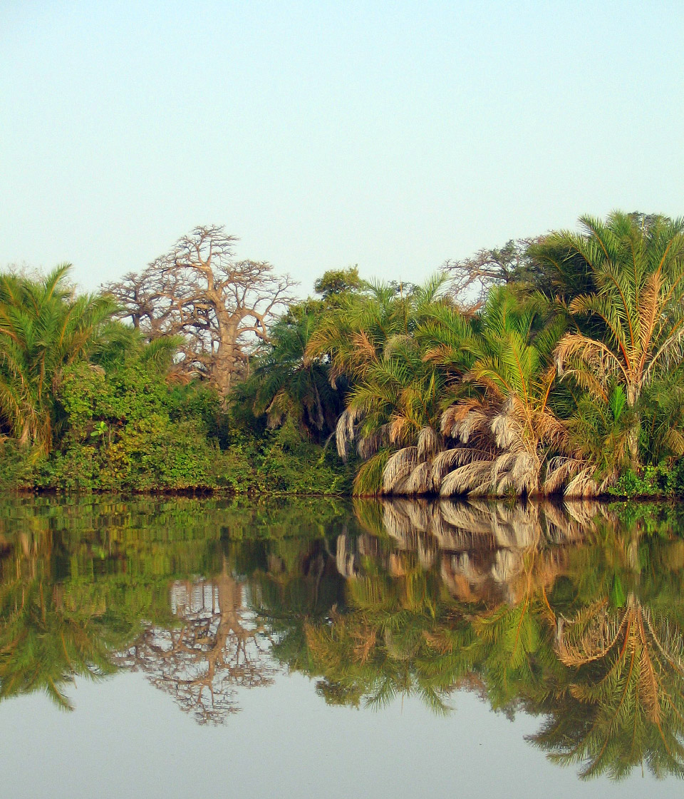 lovely shoreline on the River Gambia